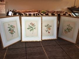 Very nice set of four botanicals