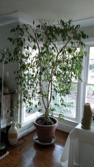 Large Ficus Tree and yes it is real