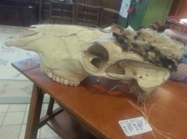 Natural horse skull