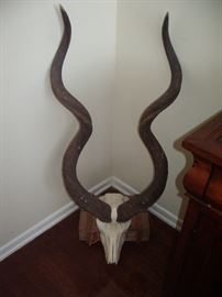  Greater Kudu skull, horns and skin