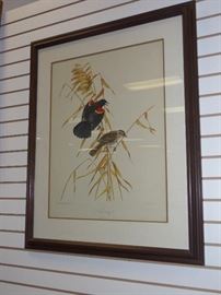 (Redwing) lithograph by Roger Troy Peterson 
