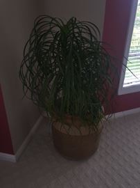 LIVE PLANT--HOME DECOR'
