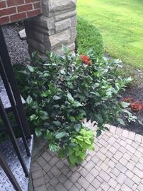 OUTDOOR DECOR'--LIVE PLANTS & FLOWER ARRAGEMENTS