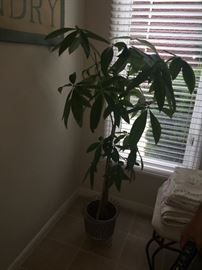 INDOOR LIVE PLANT IN POT-HOME DECOR'