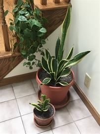 Indoor plants