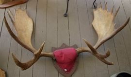 Moose Horn Mount