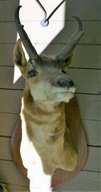 Deer Mount