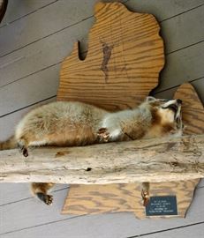 Raccoon Mount 