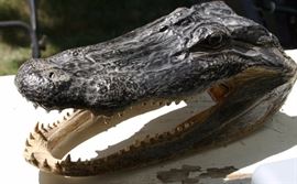 Gator Head Mount