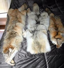 Fox & Wolf Pelts