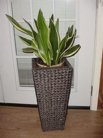 Planter & Plant in Pot