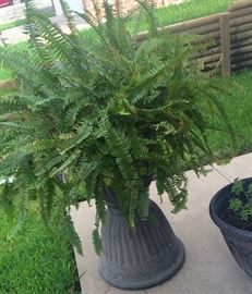 Fern and pot: several plants at this sale