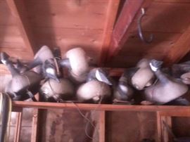 DECOYS READY TO HUNT