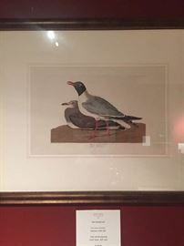 John James Audubon, Havell Edition