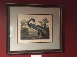 John James Audubon, Amsterdam Edition