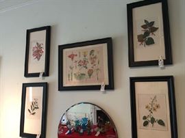 Hand Colored Botanicals circa 1800's