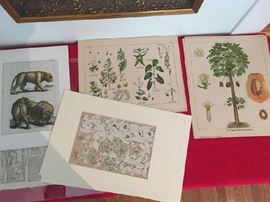 Antique Lithographs and Engravings