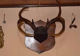 Mounted Antlers