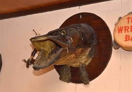 Bass Fish Head Mount  