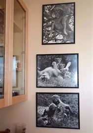Framed Photography of Animals