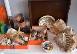 Seashells