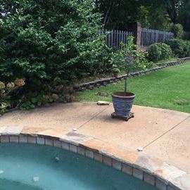 Pool side plant/blue planter