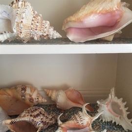 Great shell selections
