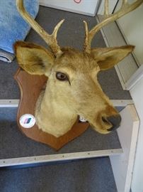 Mounted deer head.