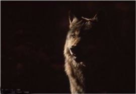 Carls Sams Limited Edition Signed Photograph