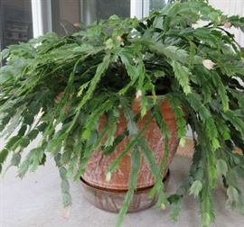 Large Christmas Cactus 