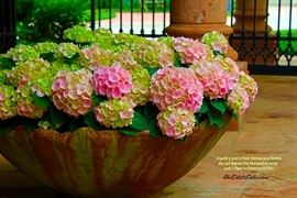 Nothing leaves the showcase area until it's paid for. Cash only on all showcase purchases. Pay for showcase purchases at the showcases themselves, please.