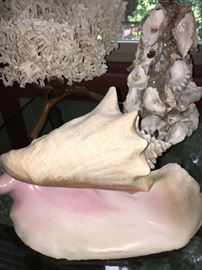 Very large Conch