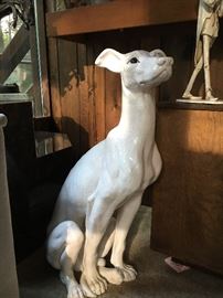 Giant Italian greyhound
