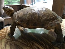 Yes. It is real. It also died in its sleep like the zebra from the last sale. :I