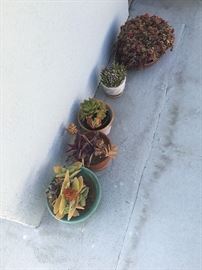 some of the collection of potted succulents