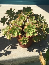 beautiful succulents