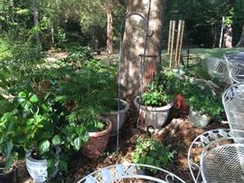 Beautiful outdoor plants in great pots. 