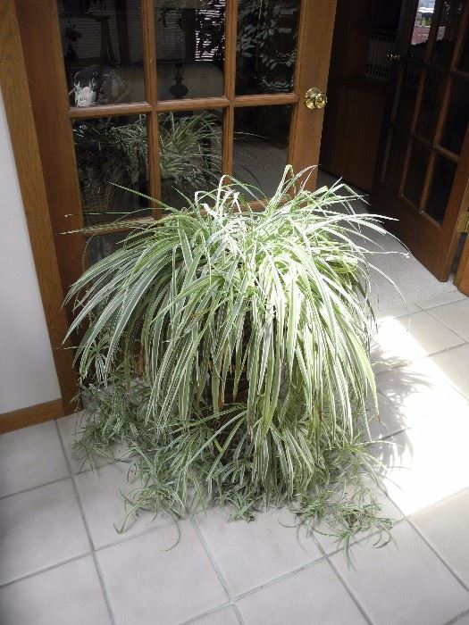 The most beautiful spider plant I have seen!