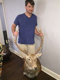 6 hunting trophies  professionally mounted
