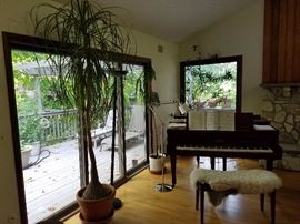 Mature houseplant