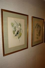 Framed Bird prints