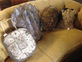 15", 20" and 24" Antique Tortoise Shells
