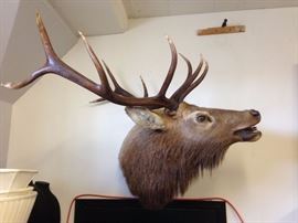 5 x 5 Trophy Mount Elk Taxidermy Action Pose Removable Horns Open Mouth
