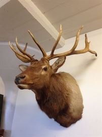 5 x 5 Trophy Mount Elk Taxidermy Closed Mouth