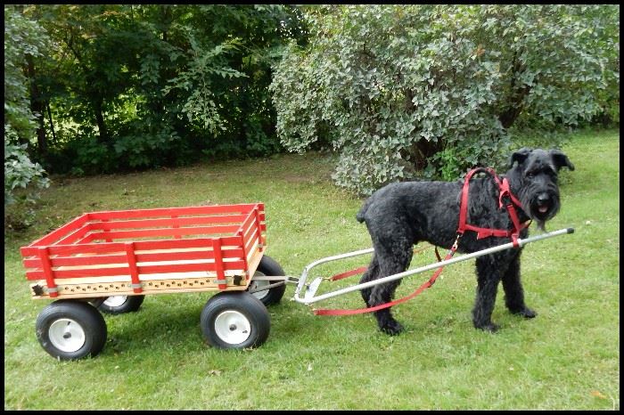 Wagon with apparatus and harness for a dog or a goat to pull the wagon. So sorry, but dog not included.