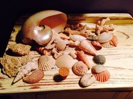 sea shell collection