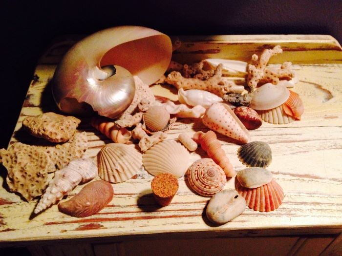 sea shell collection