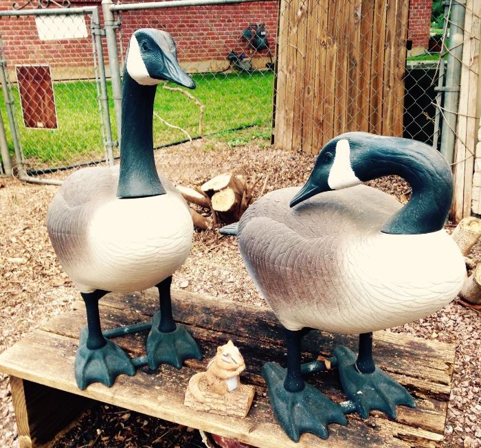 Pair Canadian Geese, no muss no fuss