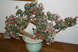 Jade Tree