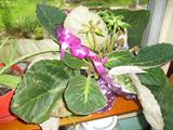 Potted Plants - African Violet